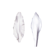 MOLDES SILICONA NERVADURAS PÉTALO LILY STARGAZER  | 327