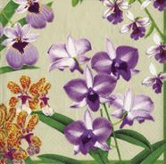 SERVILLETAS ORCHID SHOW CHAMPGNE CASPARI | 189